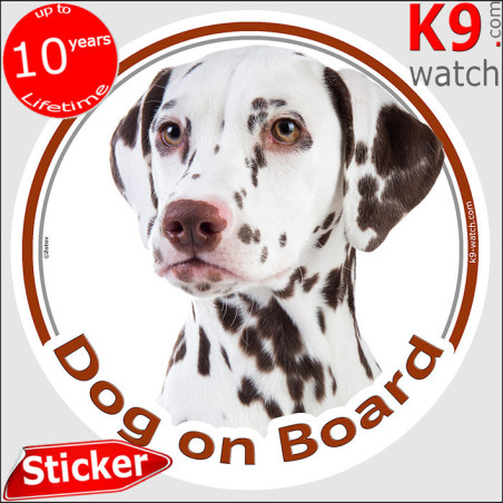 Liver-spotted Dalmatian Dog on Board sticker featuring a close-up portrait with amber eyes and rich chocolate spotting.