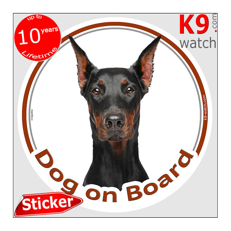 Cropped-ear black and tan Dobermann “Dog on Board” sticker with a perfectly symmetrical front portrait.