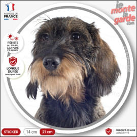 Teckel à poils durs, sticker autocollant rond "photo" disque adhésif sanglier, résiste intempéries