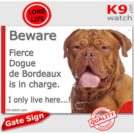 Dogue de Bordeaux warning sign “Fierce Dogue de Bordeaux is in charge. I only live here…!” with powerful mahogany dog.
