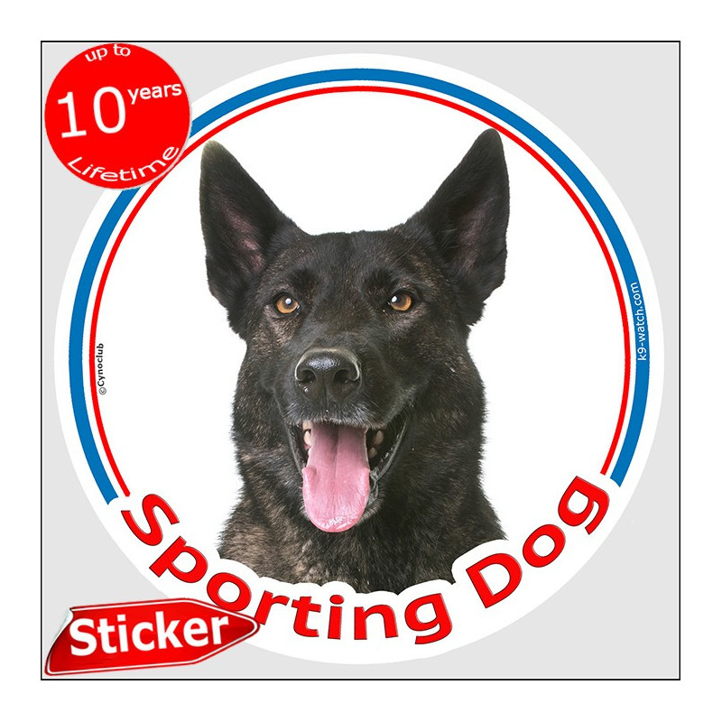 Dark brindle Dutch Shepherd “Sporting Dog” sticker for agility clubs, training crates, team vehicles and canine equipment.