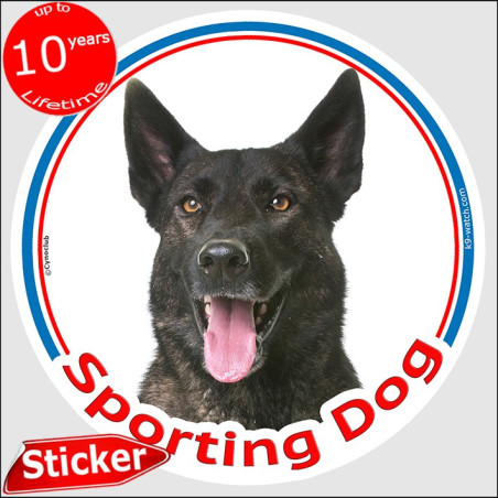 Dark brindle Dutch Shepherd “Sporting Dog” sticker for agility clubs, training crates, team vehicles and canine equipment.