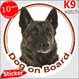 Brindle short-haired Dutch Shepherd “Dog on Board” car sticker with realistic portrait for vehicles, trailers or dog transport.