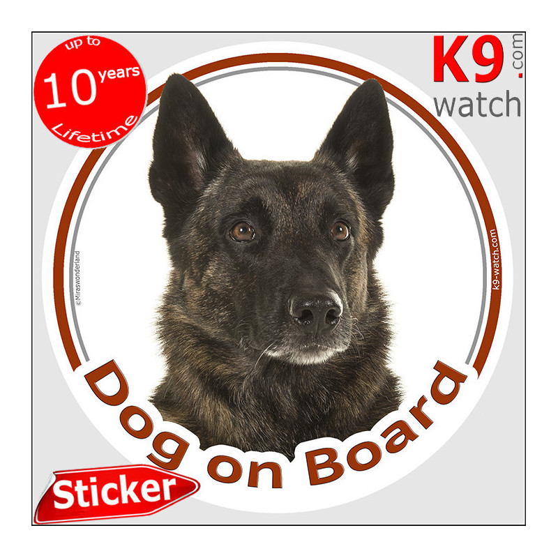 Brindle short-haired Dutch Shepherd “Dog on Board” car sticker with realistic portrait for vehicles, trailers or dog transport.