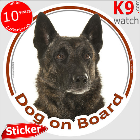 Brindle short-haired Dutch Shepherd “Dog on Board” car sticker with realistic portrait for vehicles, trailers or dog transport.