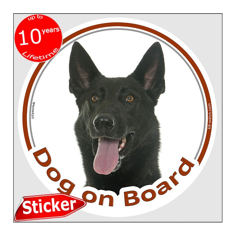 Black short-haired Dutch Shepherd “Dog on Board” car sticker with realistic portrait for cars, vans, campers and trailers.