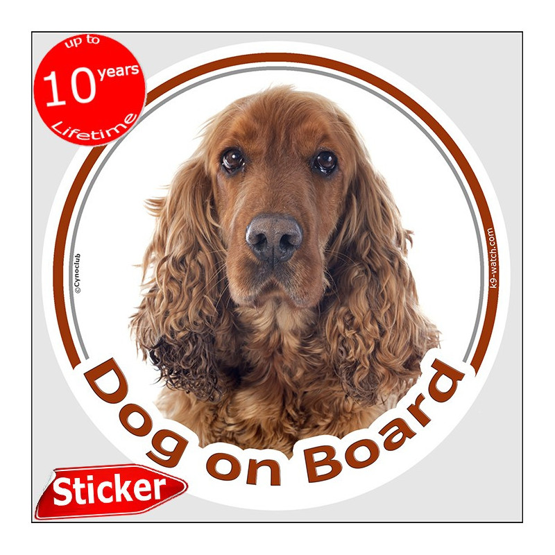 Golden English Cocker Spaniel “Dog on Board” car sticker featuring an elegant long-haired portrait for vehicle windows.