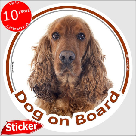 Golden English Cocker Spaniel “Dog on Board” car sticker featuring an elegant long-haired portrait for vehicle windows.