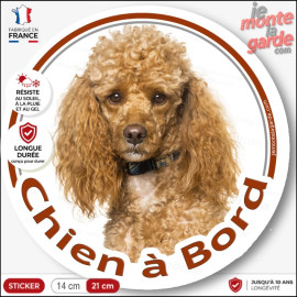 Caniche abricot, disque autocollant photo "Chien à Bord" Sticker adhésif Caniche nain rouille champagne cuivre orange