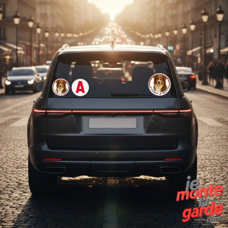 Berger Américain Miniature, sticker voiture rond "Chien à Bord" 2 Tailles
