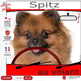"Spitz fauve orange au volant" panneau autocollant humoristique voiture photo chien à bord Loulou Poméranie nain, résiste dehors