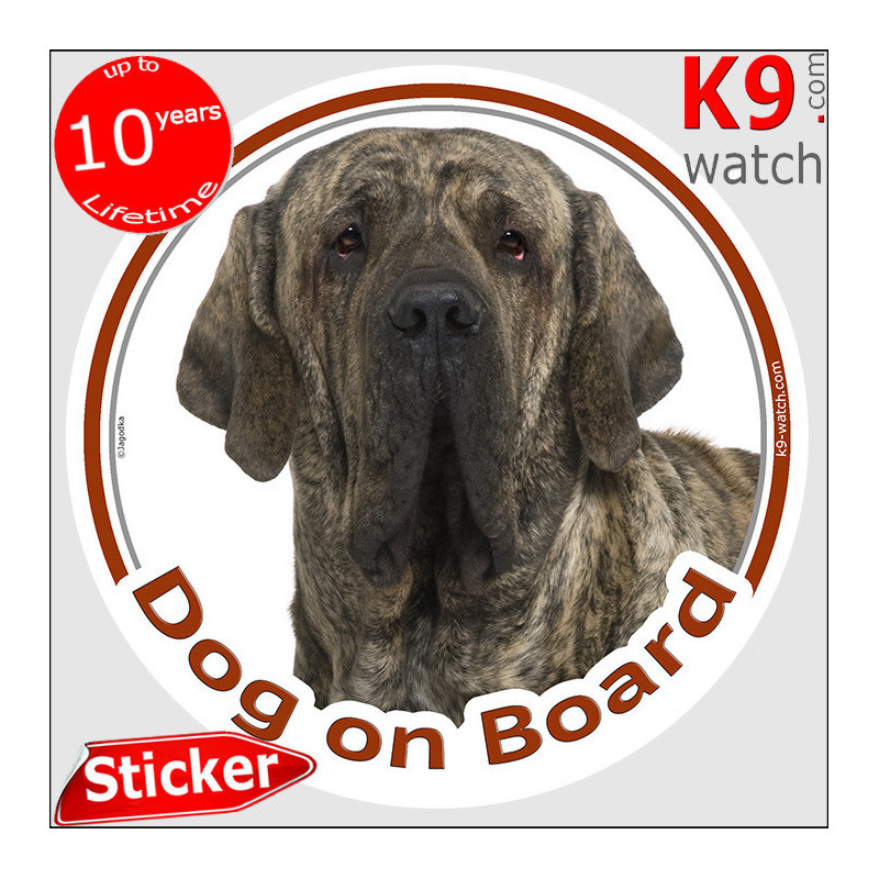 Brindle Fila Brasileiro “Dog on Board” sticker featuring the breed’s massive head, dark mask and distinctive expression.