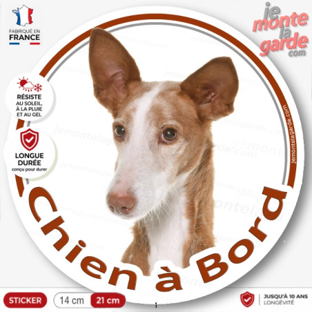 Podenco d'Ibiza, sticker voiture "Chien à Bord" 2 Tailles