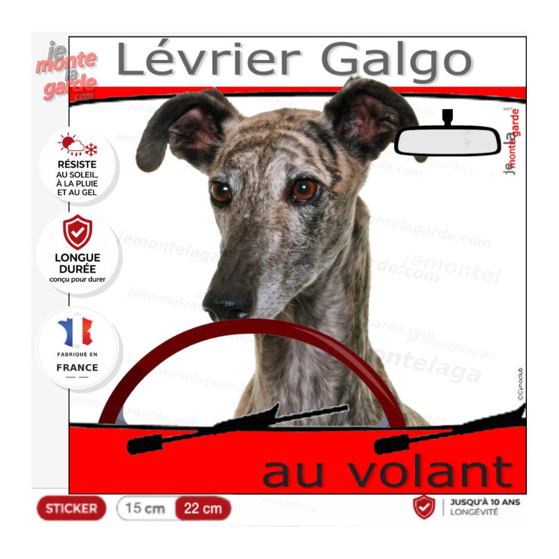 "Lévrier Galgo Espagnol bringé au volant" panneau autocollant humoristique voiture photo chien à bord, résiste extérieur