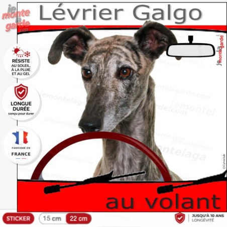 "Lévrier Galgo Espagnol bringé au volant" panneau autocollant humoristique voiture photo chien à bord, résiste extérieur