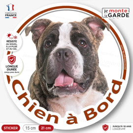 American Bully bringé Tête, sticker autocollant rond photo "Chien à Bord" Disque voiture auto adhésif américain, résiste dehors