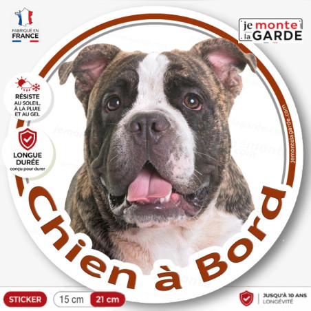 American Bully bringé Tête, sticker autocollant rond photo "Chien à Bord" Disque voiture auto adhésif américain, résiste dehors