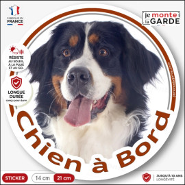 Sticker rond "Chien à Bord" avec Bouvier Bernois au museau fin, photographié de face, langue sortie et pelage tricolore.