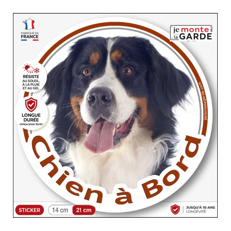 Sticker rond "Chien à Bord" avec Bouvier Bernois au museau fin, photographié de face, langue sortie et pelage tricolore.