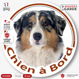 Sticker rond "Chien à Bord" avec Berger Australien bleu merle de face, gueule fermée, regard posé et robe tricolore.