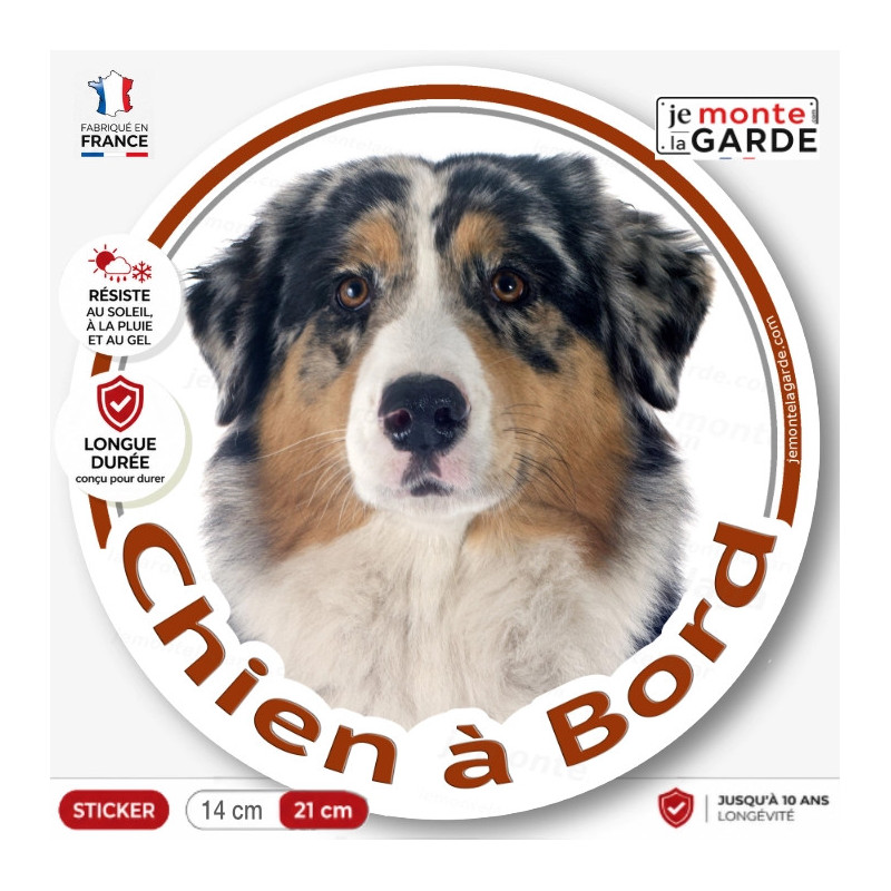 Sticker rond "Chien à Bord" avec Berger Australien bleu merle de face, gueule fermée, regard posé et robe tricolore.