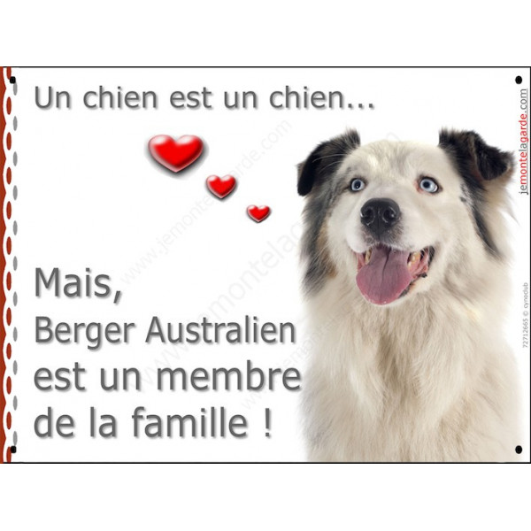 Berger Australien Blanc et Bleu Merle tête, plaque Attention, un chien est un chien, affiche panneau pancarte