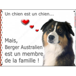 Berger Australien Tricolore noir, plaque Attention "un chien est un membre famille" affiche panneau pancarte photo Aussie