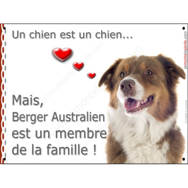 Berger Australien Tricolore Rouge tête, plaque Attention, un chien est un chien, affiche panneau pancarte membre famille