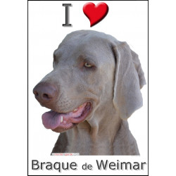 Sticker, Braque de Weimar Tête, 4 tailles, 4 possibilités !