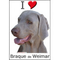 "I love Braque de Weimar" Sticker photo 4 tailles, 4 possibilités !