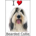 "I love Bearded Collie" Sticker photo 4 tailles, 4 possibilités !