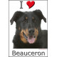 Sticker, Berger de Beauce Tête, 4 tailles, 4 possibilités ! Beauceron photo