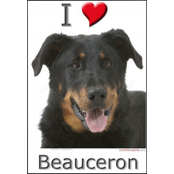 "I love Beauceron" Sticker photo 3 tailles, 4 possibilités !