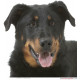 Sticker, Berger de Beauce Tête, 4 tailles, 4 possibilités ! autocollant Beauceron photo seule