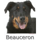 Sticker, Berger de Beauce Tête, 4 tailles, 4 possibilités ! autocollant Beauceron photo + nom