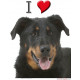 Sticker, Berger de Beauce Tête, 4 tailles, 4 possibilités ! autocollant Beauceron, I love + photo