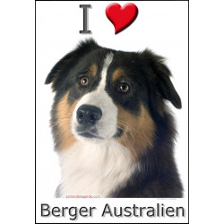 Sticker autocollant, Berger Australien Tricolore Noir Tête, 4 tailles, 4 possibilités !