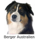 Sticker autocollant, Berger Australien Tricolore Noir Tête, 4 tailles, 4 possibilités ! photo + nom