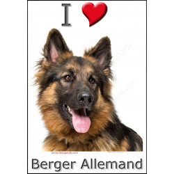 Sticker autocollant, Berger Allemand poils longs couché, 4 tailles, 4 possibilités !
