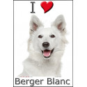 "I love Berger Blanc" Sticker photo 2 tailles, 4 possibilités !