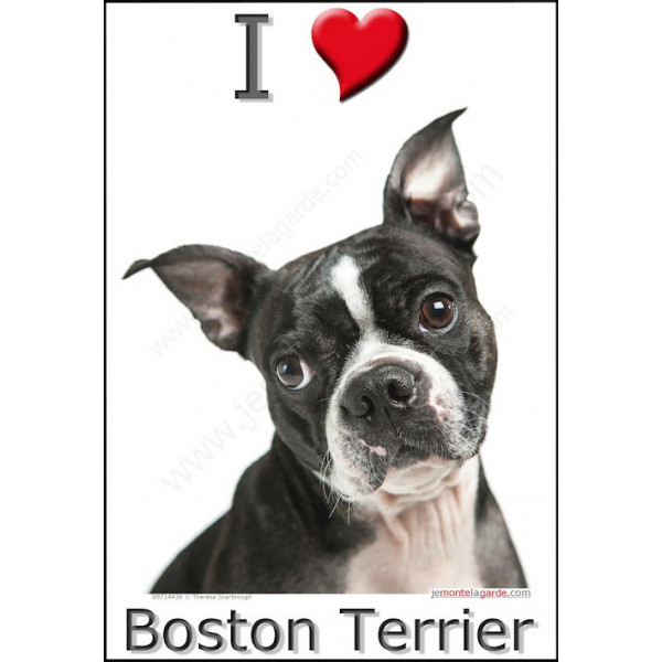 Sticker autocollant, photo Boston Terrier tête, 4 tailles, 4 possibilités !