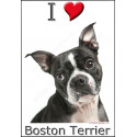 "I love Boston Terrier" Sticker photo 2 tailles, 4 possibilités !