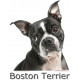 Sticker autocollant, photo Boston Terrier tête, 4 tailles, 4 possibilités !