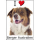 Sticker autocollant, Berger Australien Tricolore Rouge Tête, 4 tailles, 4 possibilités !