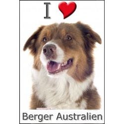 Sticker autocollant, Berger Australien Tricolore Rouge Tête, 4 tailles, 4 possibilités !