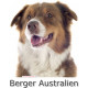 Sticker autocollant, Berger Australien Tricolore Rouge Tête, 4 tailles, 4 possibilités ! Photo + nom