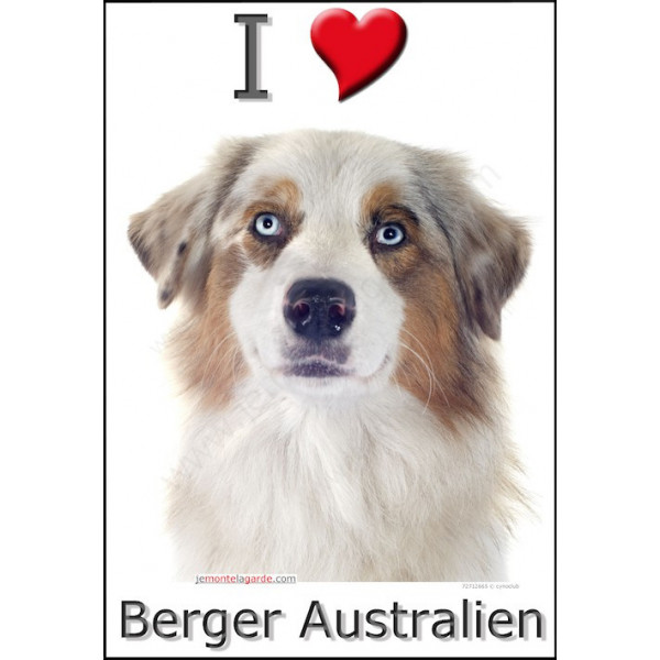 Sticker autocollant, Berger Australien Blanc et Rouge Merle Tête, 4 tailles, 4 possibilités !