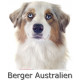 Sticker autocollant, Berger Australien Blanc et Rouge Merle Tête, 4 tailles, 4 possibilités ! Photo + nom