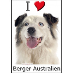 Sticker autocollant, Berger Australien Blanc et Bleu Merle Tête, 4 tailles, 4 possibilités !