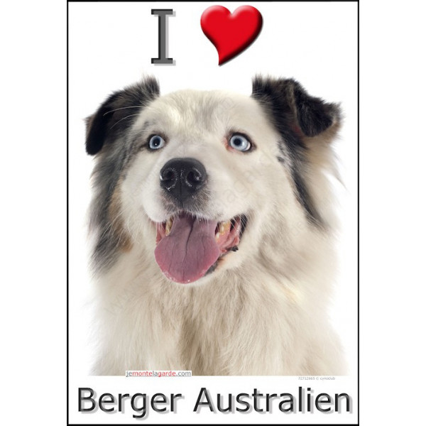 Sticker autocollant, Berger Australien Blanc et Bleu Merle Tête, 4 tailles, 4 possibilités !